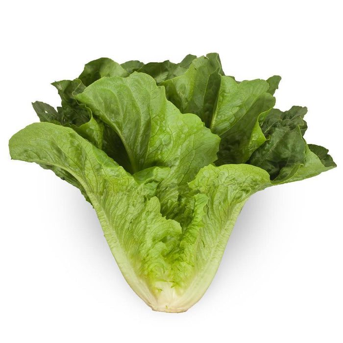 LAITUE ROMAINE 1 UN