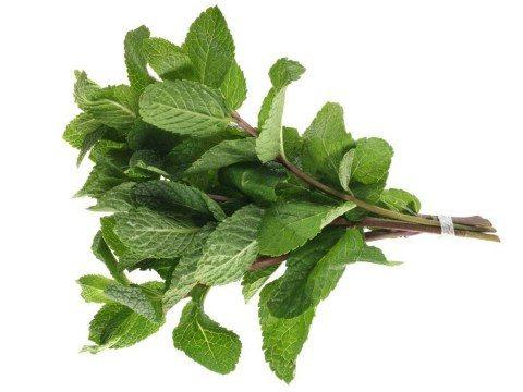 MENTHE FRAÎCHE 1 UN